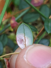 Exobasidium rostrupii