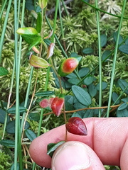 Exobasidium rostrupii