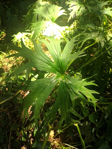 Image of Aconitum lamarckii by (c) Denys Vynokurov, some rights reserved (CC BY)