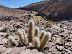 Oreocereus leucotrichus