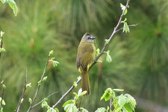 Pycnonotus flavescens