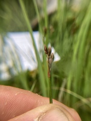 Juncus hallii