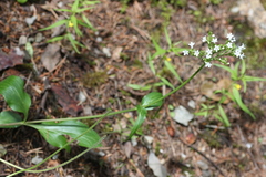 Valeriana montana