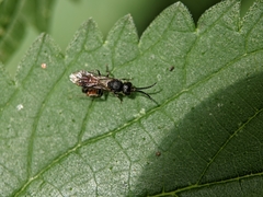 Myrmosa atra