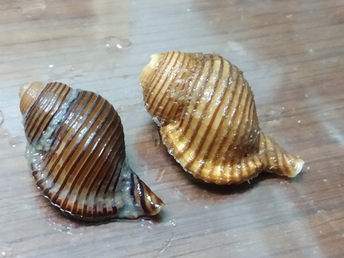 トウマキ