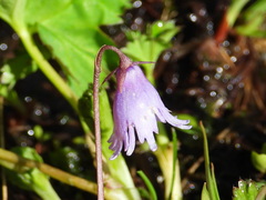 Soldanella
