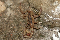 Centruroides elegans