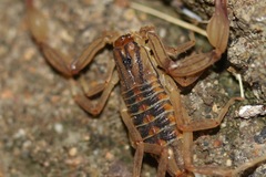 Centruroides elegans