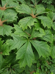 Rodgersia