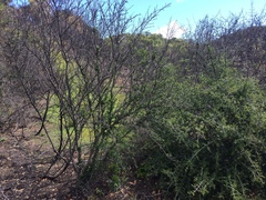 Ceanothus oliganthus