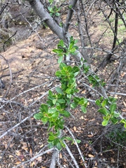 Ceanothus oliganthus