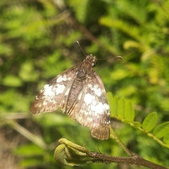 Chiomara georgina