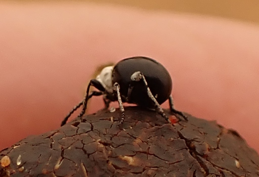 Desertcoast Spider Beetles