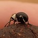 Desertcoast Spider Beetles - Photo (c) Christine Ridge-Schnaufer, some rights reserved (CC BY-NC), uploaded by Christine Ridge-Schnaufer