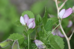 Ononis rotundifolia