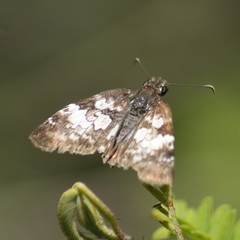Chiomara georgina