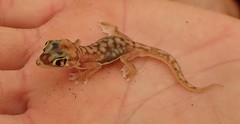 Pachydactylus rangei