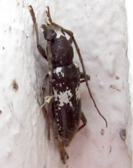 Enaphalodes taeniatus