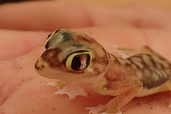 Pachydactylus rangei