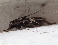 Enaphalodes taeniatus