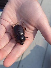 Xyloryctes jamaicensis