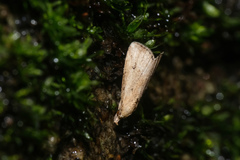 Luceria striata
