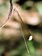 Mecistogaster ornata