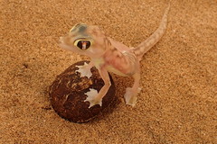 Pachydactylus rangei