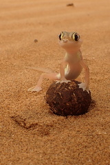 Pachydactylus rangei