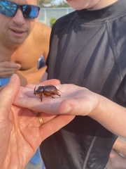 Xyloryctes jamaicensis