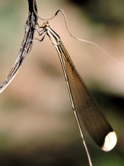 Mecistogaster ornata