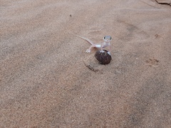 Pachydactylus rangei