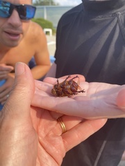 Xyloryctes jamaicensis