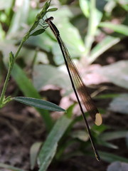Mecistogaster ornata