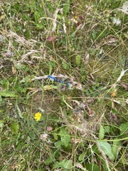 Enallagma cyathigerum