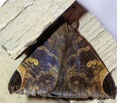 Pindara illibata