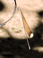 Mecistogaster ornata