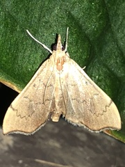 Sericoplaga externalis