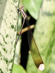 Mecistogaster ornata