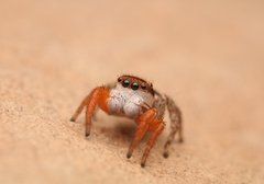 Habronattus icenoglei