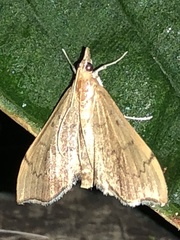 Sericoplaga externalis