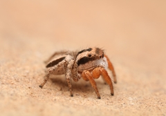 Habronattus icenoglei