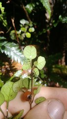 Coprosma spathulata spathulata