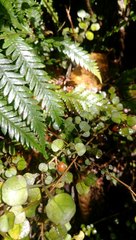 Coprosma spathulata spathulata