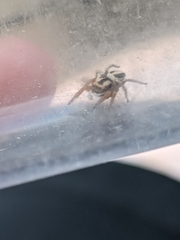Habronattus icenoglei