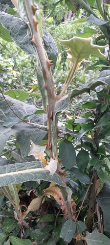 Solanum robustum