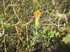 Pegolettia retrofracta