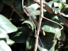 Mecistogaster ornata