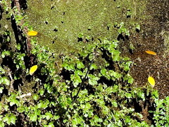 Mecistogaster ornata