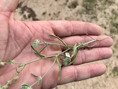 Cryptantha decipiens